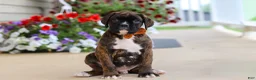 Boxer dogs for sale: Mason - Ad 1