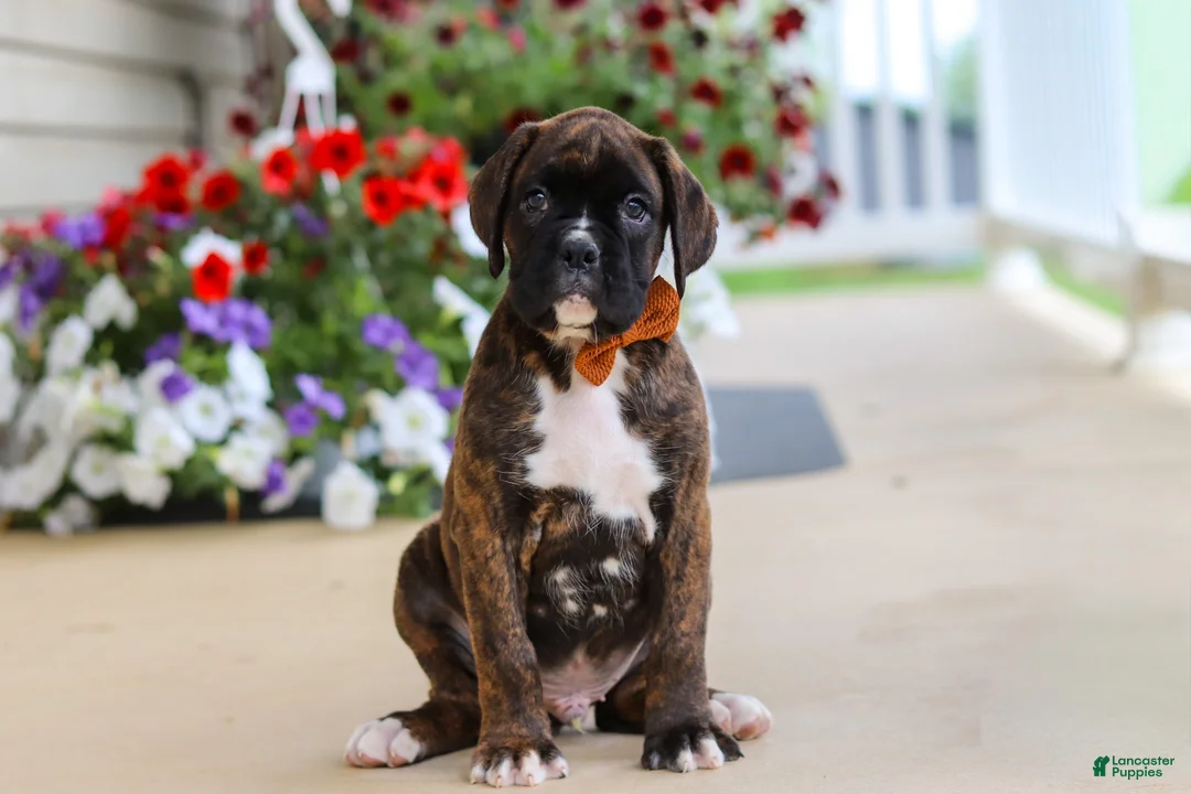 Boxer dogs for sale: Mason - Ad 1