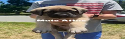 English Mastiff dogs for sale: Pearl - Ad 9