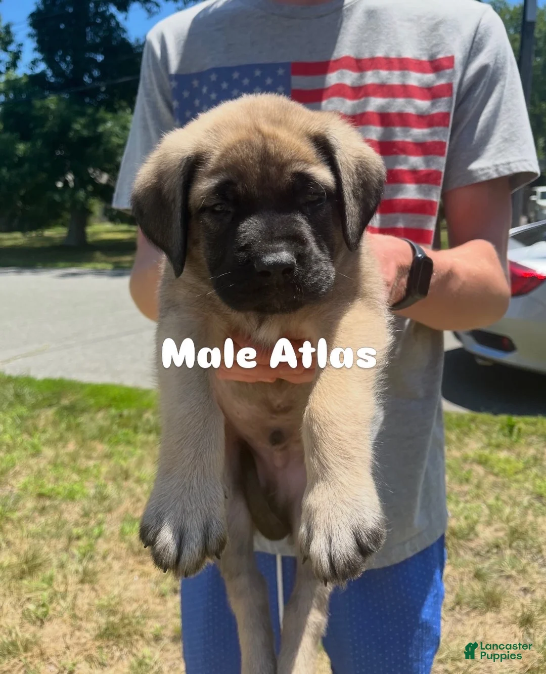 English Mastiff dogs for sale: Pearl - Ad 9
