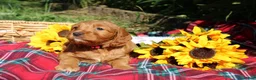 Mixed Breed dogs for sale: Posey - Irish Goldendoodle  - Ad 6