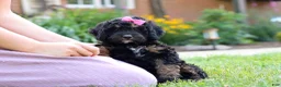 Bernedoodle dogs for sale: Paris - Ad 2