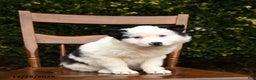 Mixed Breed dogs for sale: Oreo - Ad 2