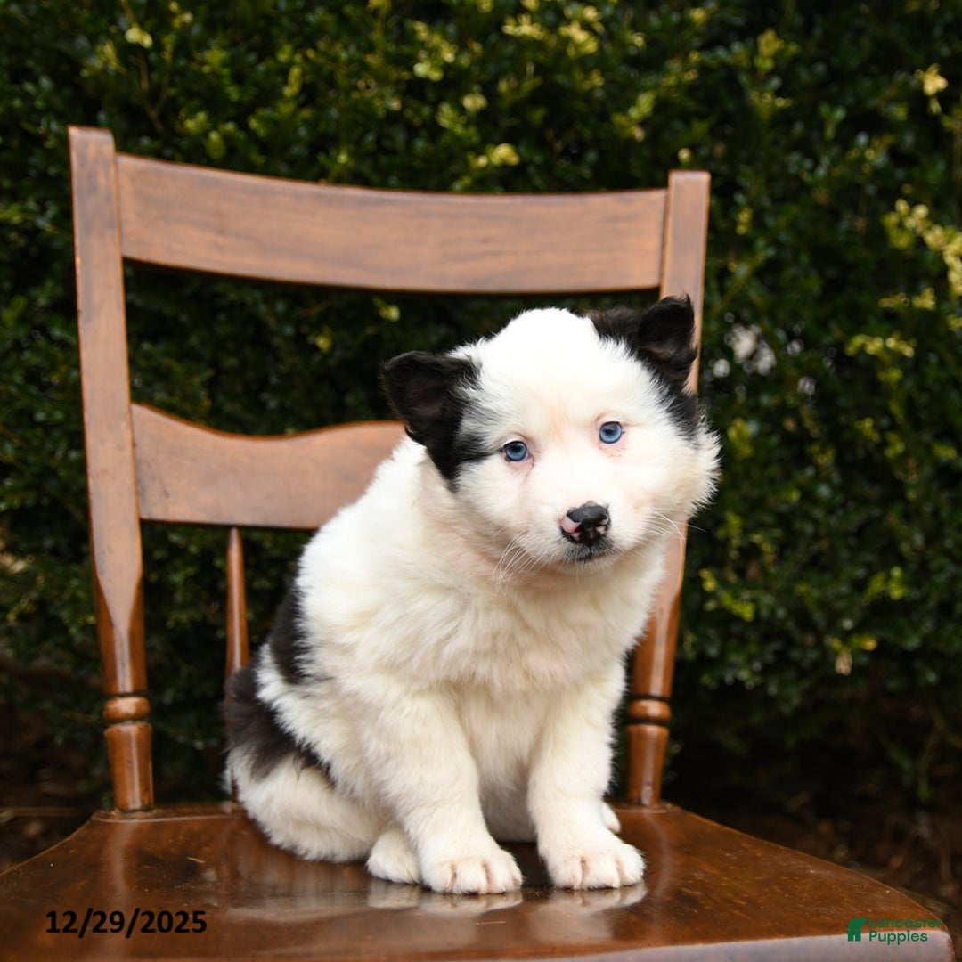 Mixed Breed dogs for sale: Oreo - Ad 2