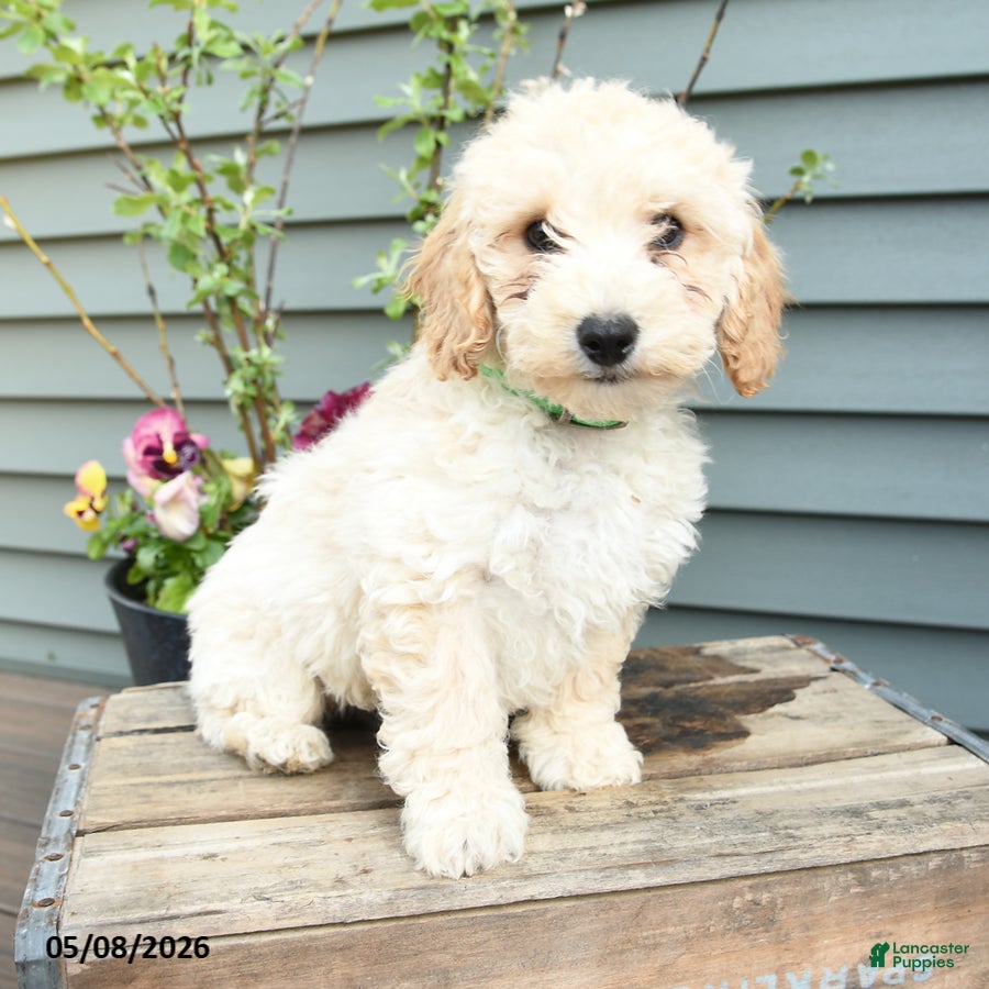 Shihpoo dogs Elvis - Ad 1