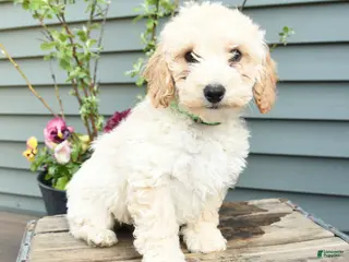 Shihpoo dogs for sale: Elvis - Ad 1
