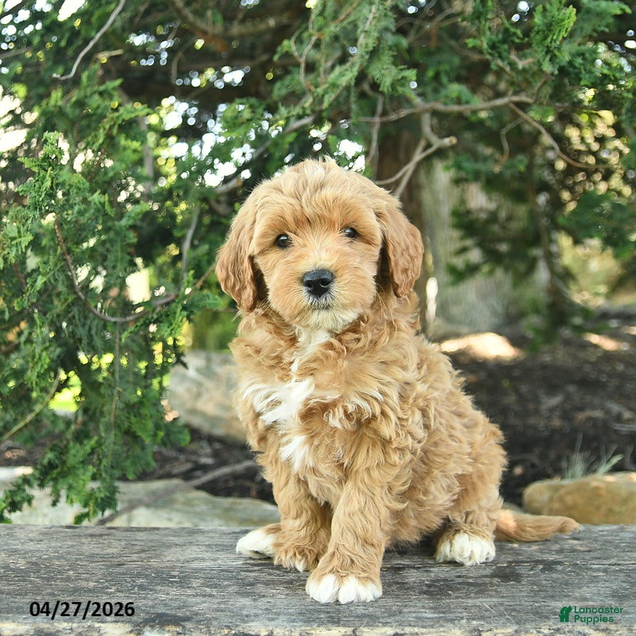 Goldendoodle dogs Micky - Ad 1