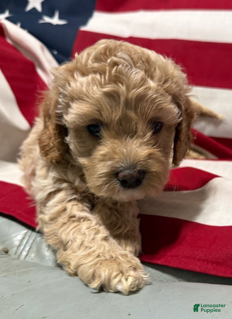 Cockapoo dogs Cassie - Ad 1