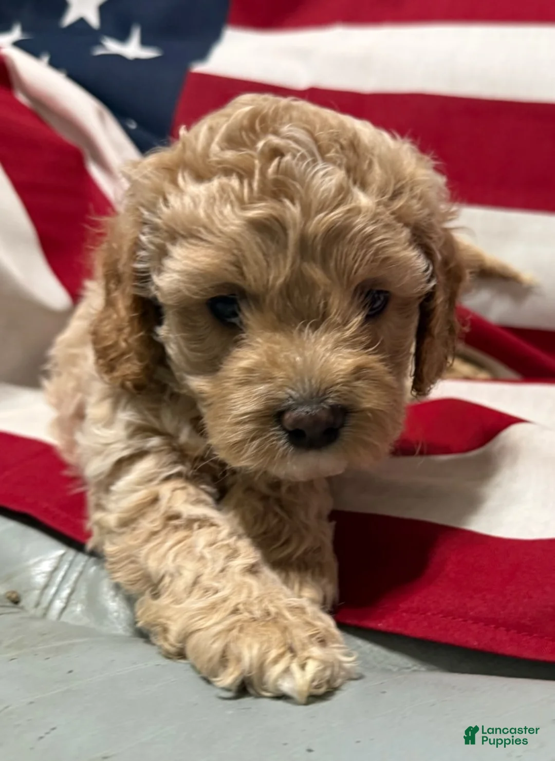 Cockapoo dogs for sale: Cassie - Ad 1