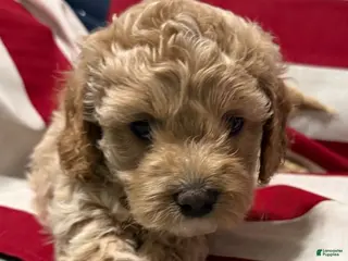 Cockapoo dogs for sale: Cassie - Ad 1