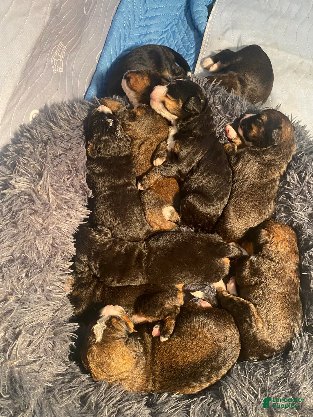 Bernedoodle dogs for sale: Bernedoodle Puppy 2 - Ad 6