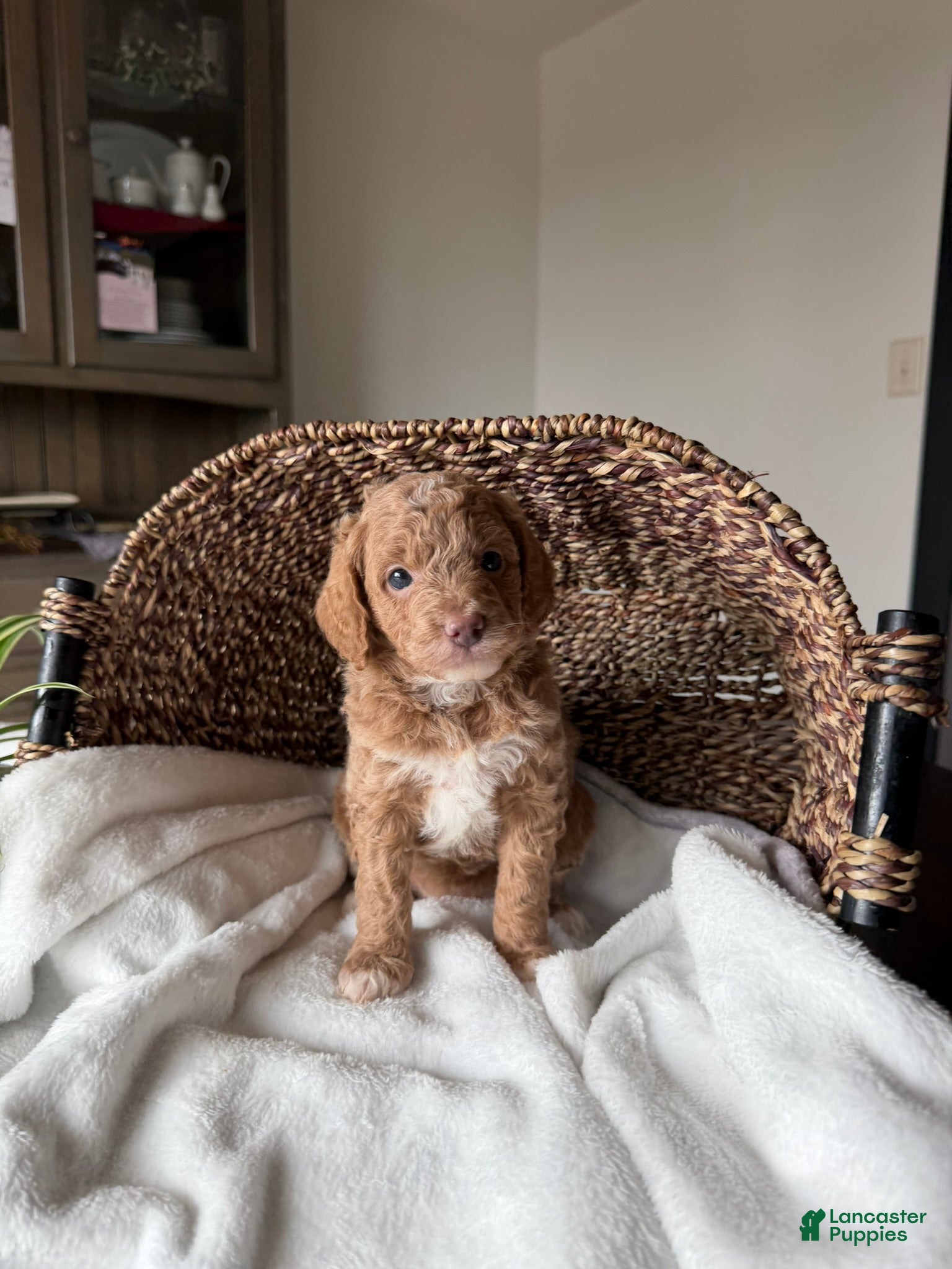 Mini Goldendoodle dogs Daisy - Ad 2