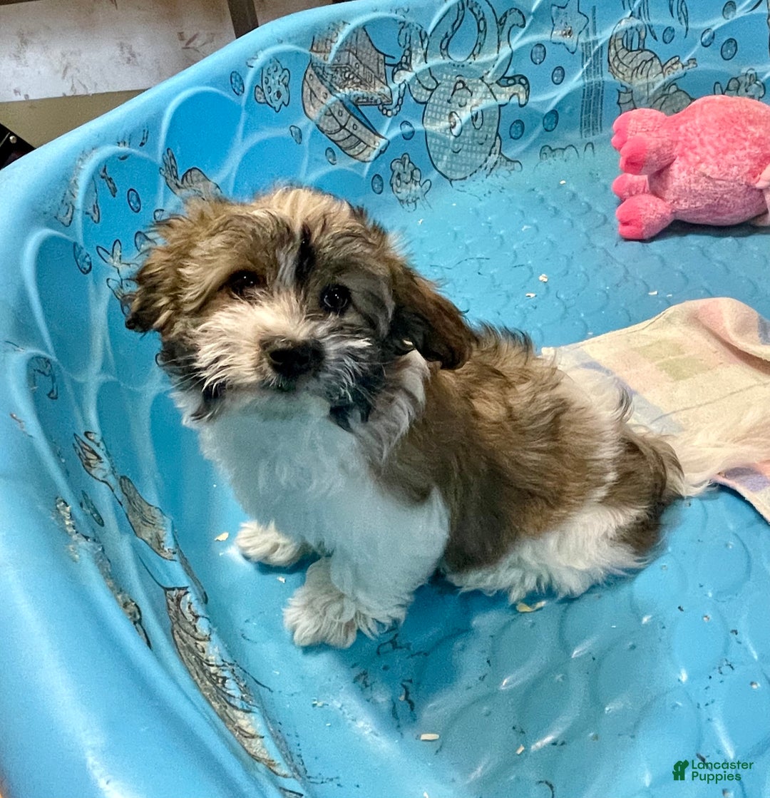 Coton De Tulear dogs for sale: Sandy - Ad 4