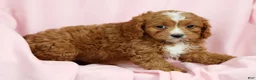 Cavapoo dogs for sale: Callie - Ad 8