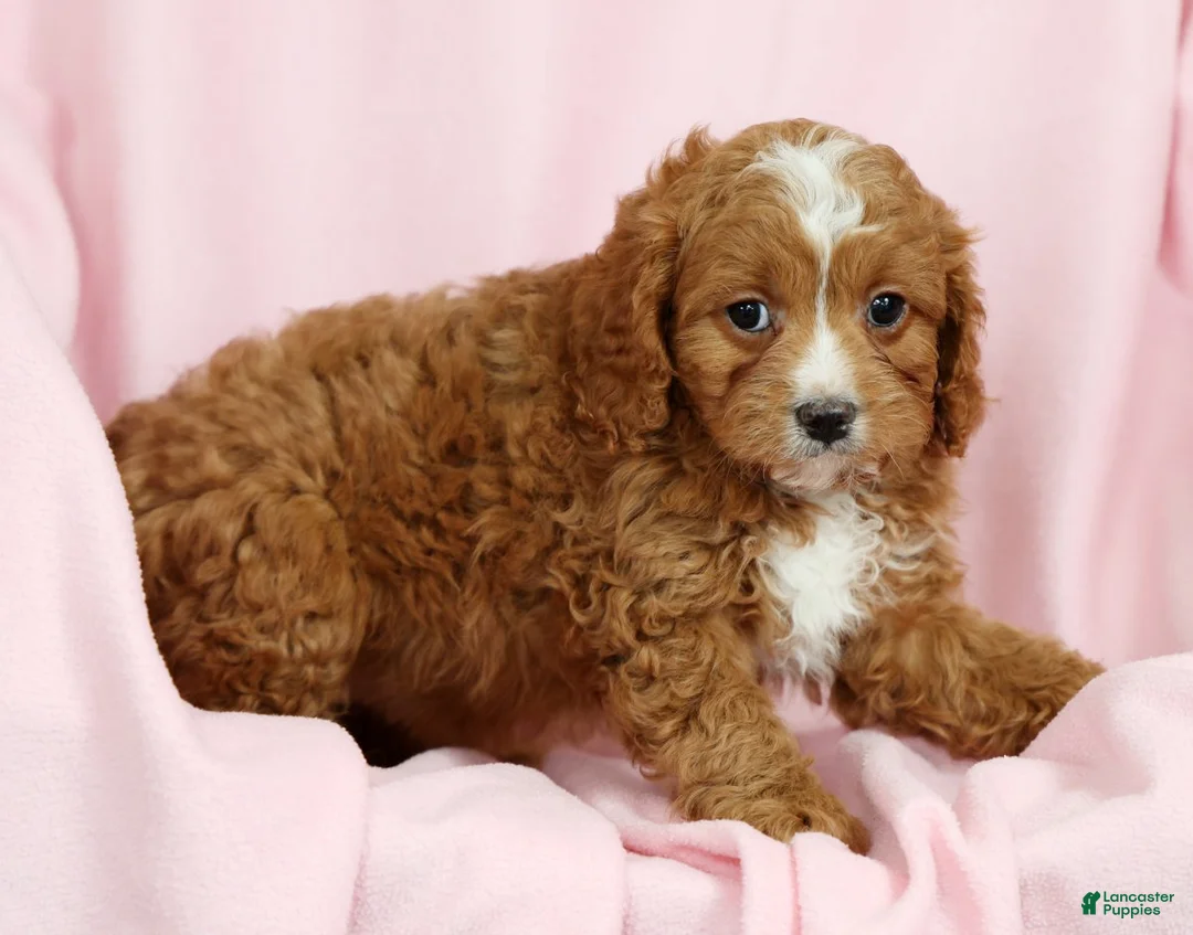 Cavapoo dogs for sale: Callie - Ad 8