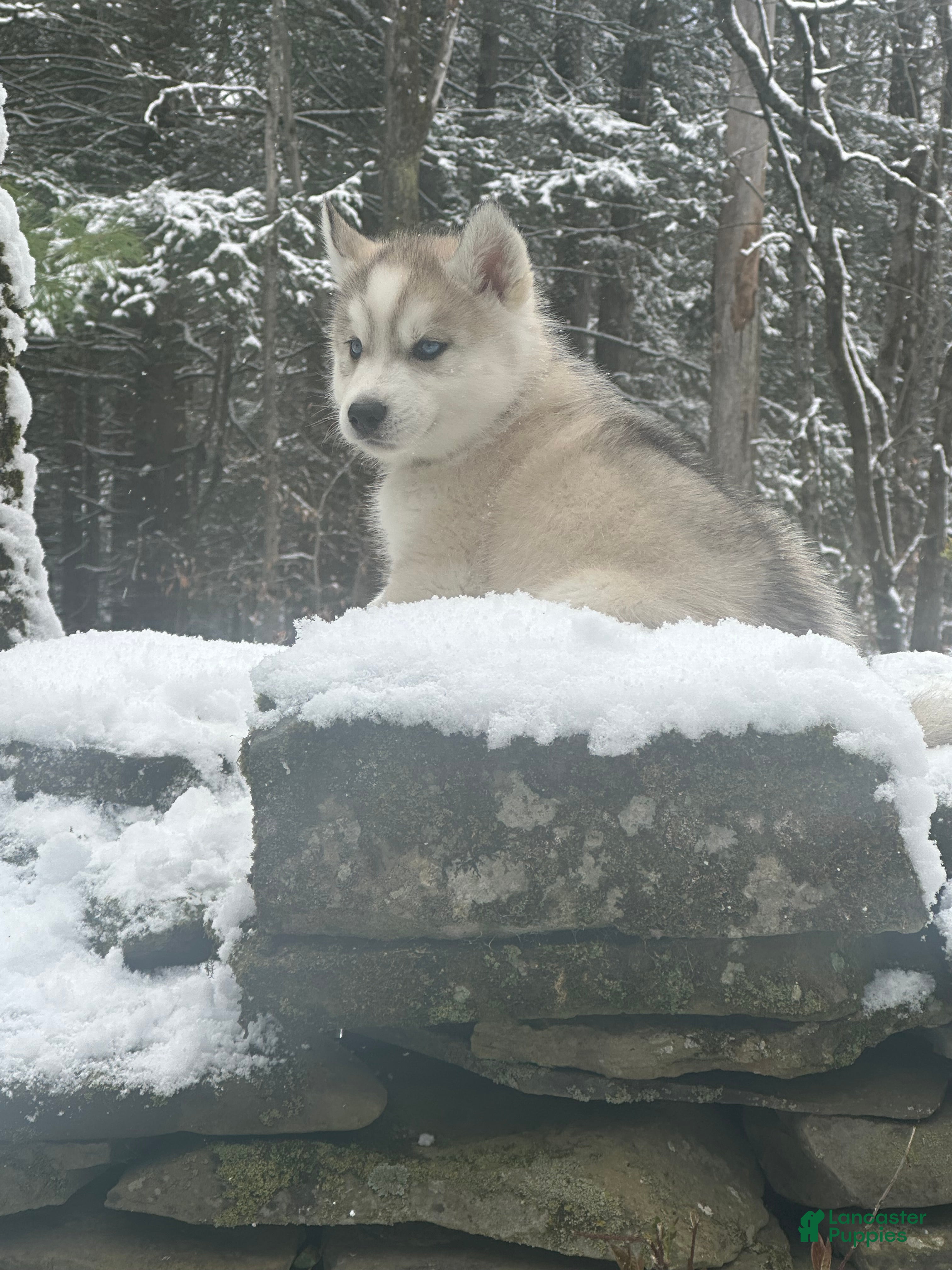 Siberian Husky dogs Mario - Ad 33