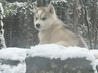 Siberian Husky dogs Mario - Ad 33