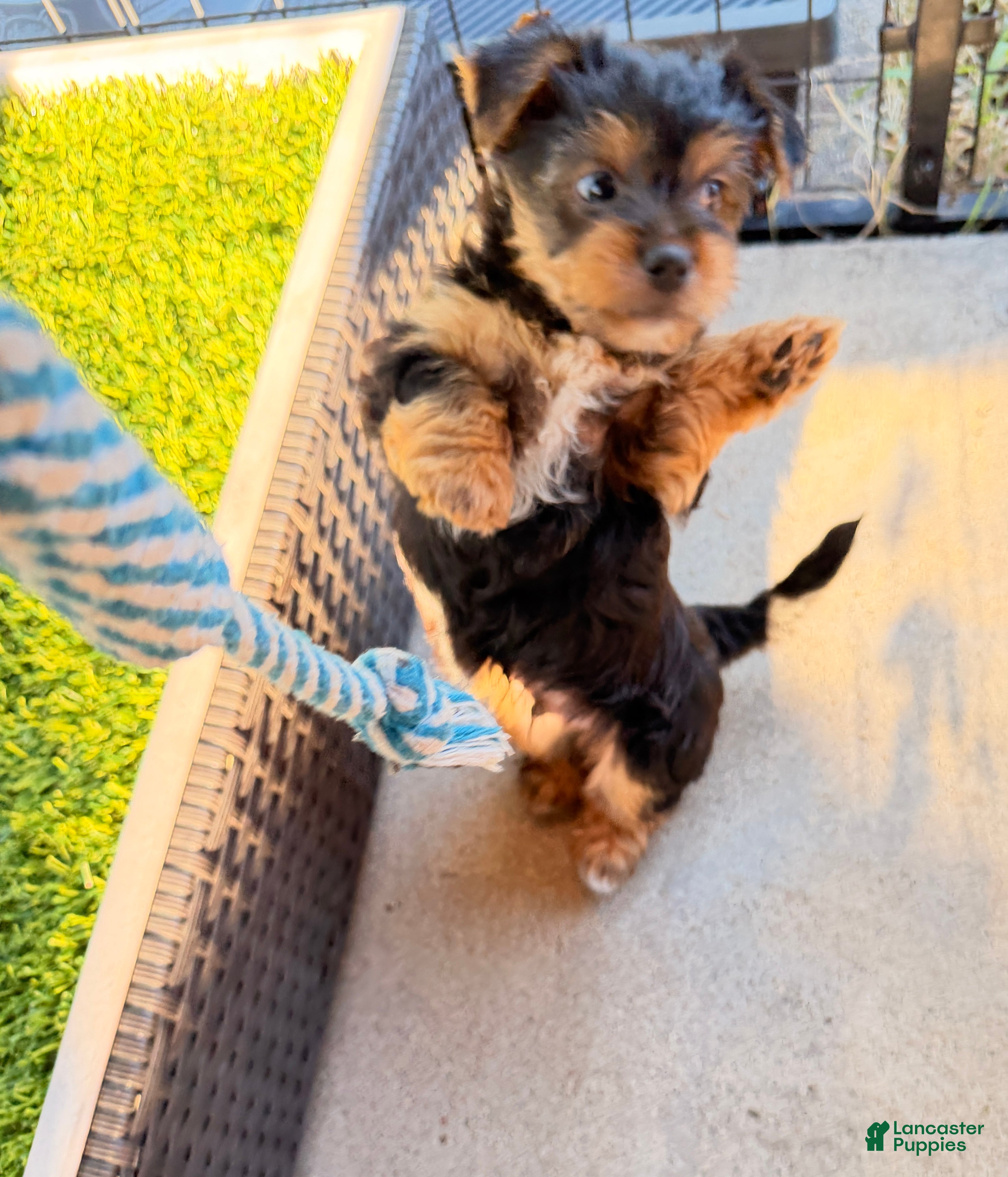 Yorkshire Terrier dogs Freddy the Tank - Ad 19