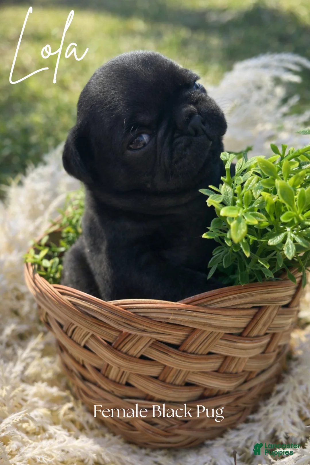 Pug dogs for sale: Lola - Ad 1