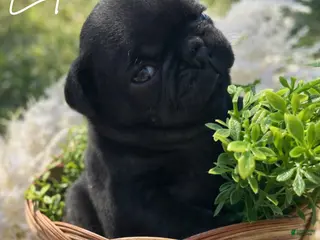 Pug dogs Lola - Ad 34