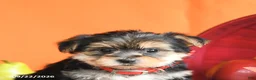 Morkie dogs for sale: Cleo - Ad 5