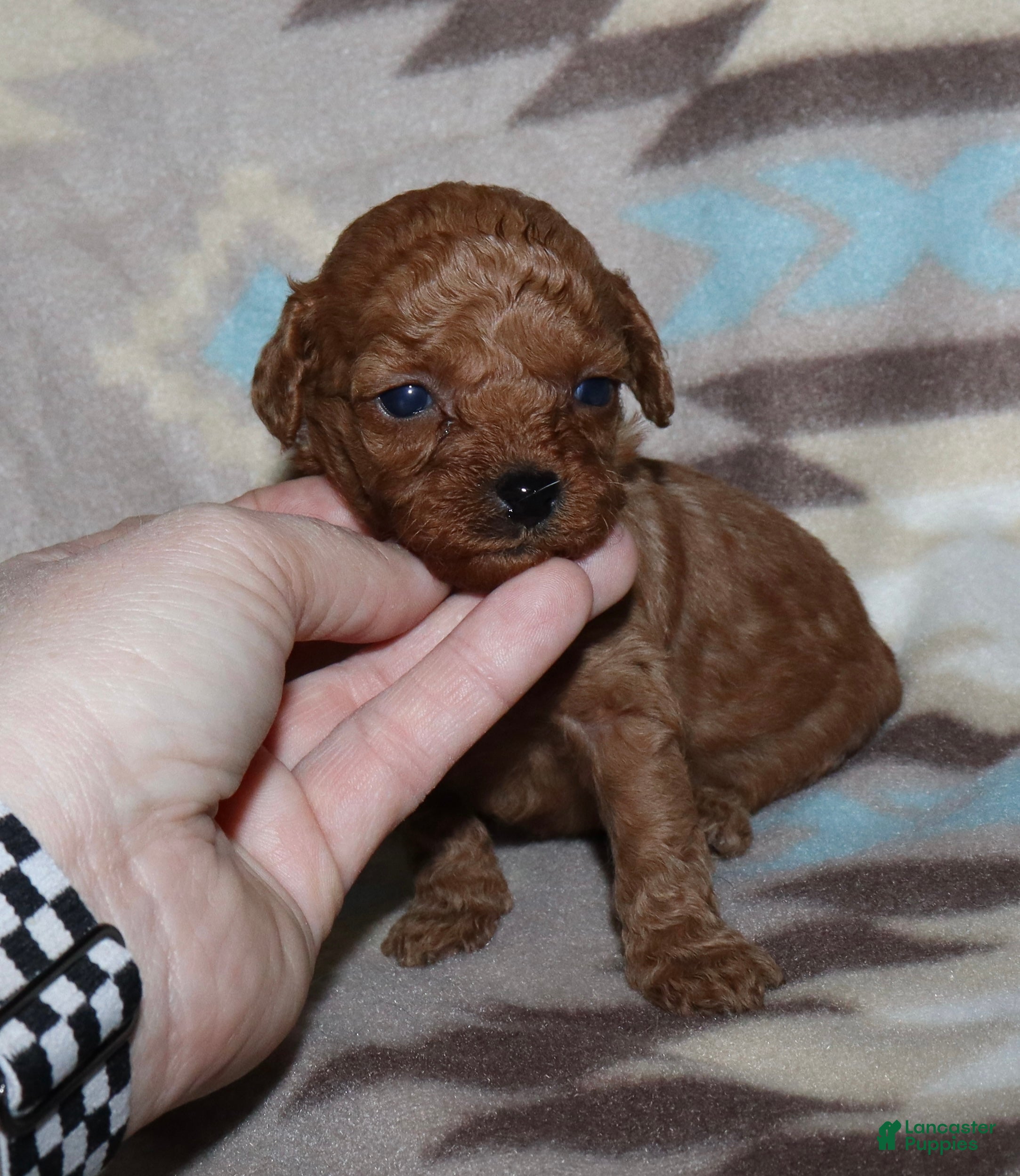 Toy Poodle dogs Summer’s red female 2 - Ad 14