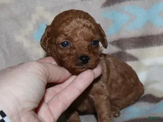 Toy Poodle dogs Summer’s red female 2 - Ad 19