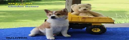 Shiba Inu dogs for sale: Drew - Ad 5