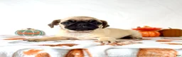Pug dogs for sale: Petunia - Ad 4