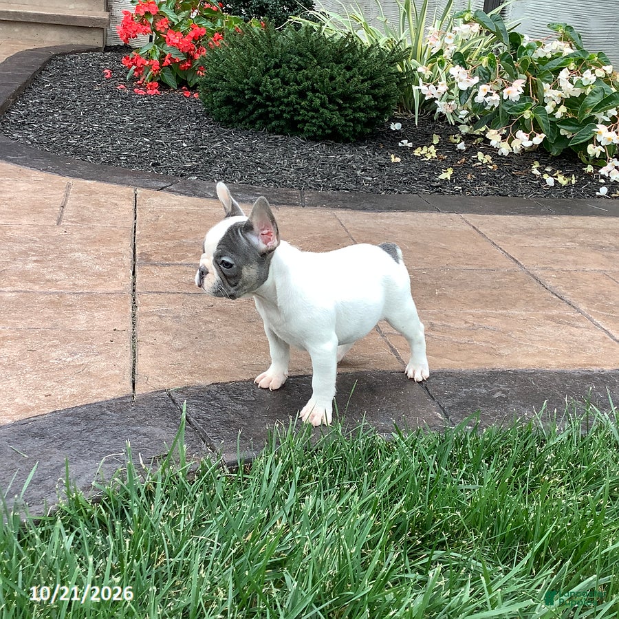 French Bulldog dogs for sale: Vicky - Ad 2