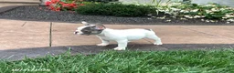 French Bulldog dogs for sale: Vicky - Ad 2