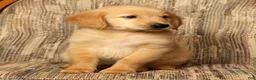 Golden Retriever dogs for sale: Rusty - Ad 9