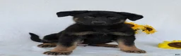 German Shepherd dogs for sale: Ben  - Ad 6