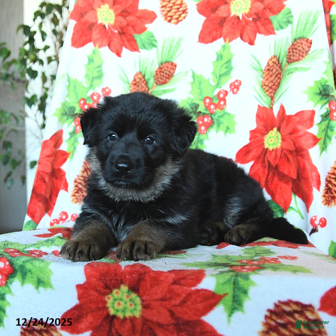 German Shepherd dogs for sale: Luna   - Ad 2