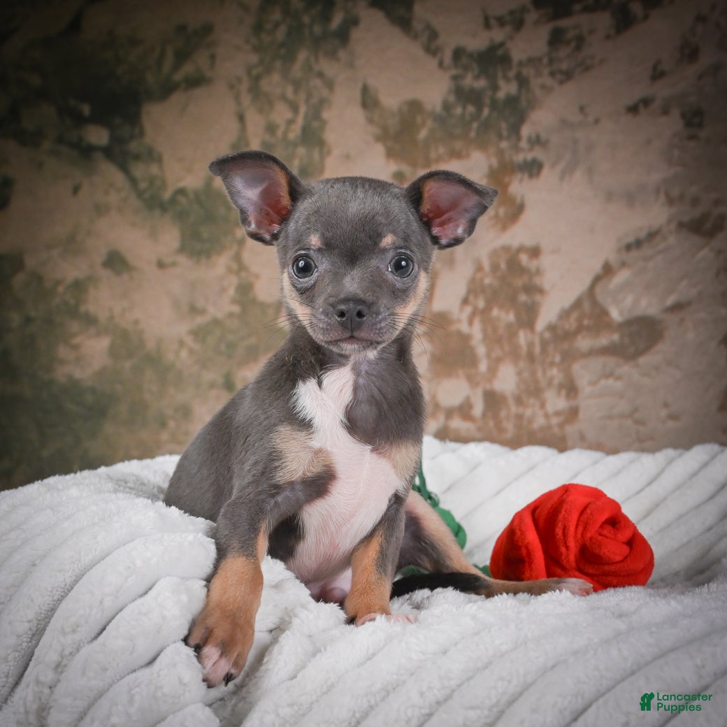 Chihuahua dogs Curby - Ad 2