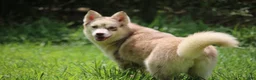 Pomsky dogs for sale: Lynn - Ad 9