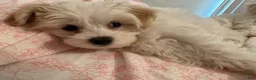 Maltipoo dogs for sale: Maltipoo Puppy 1 - Ad 6