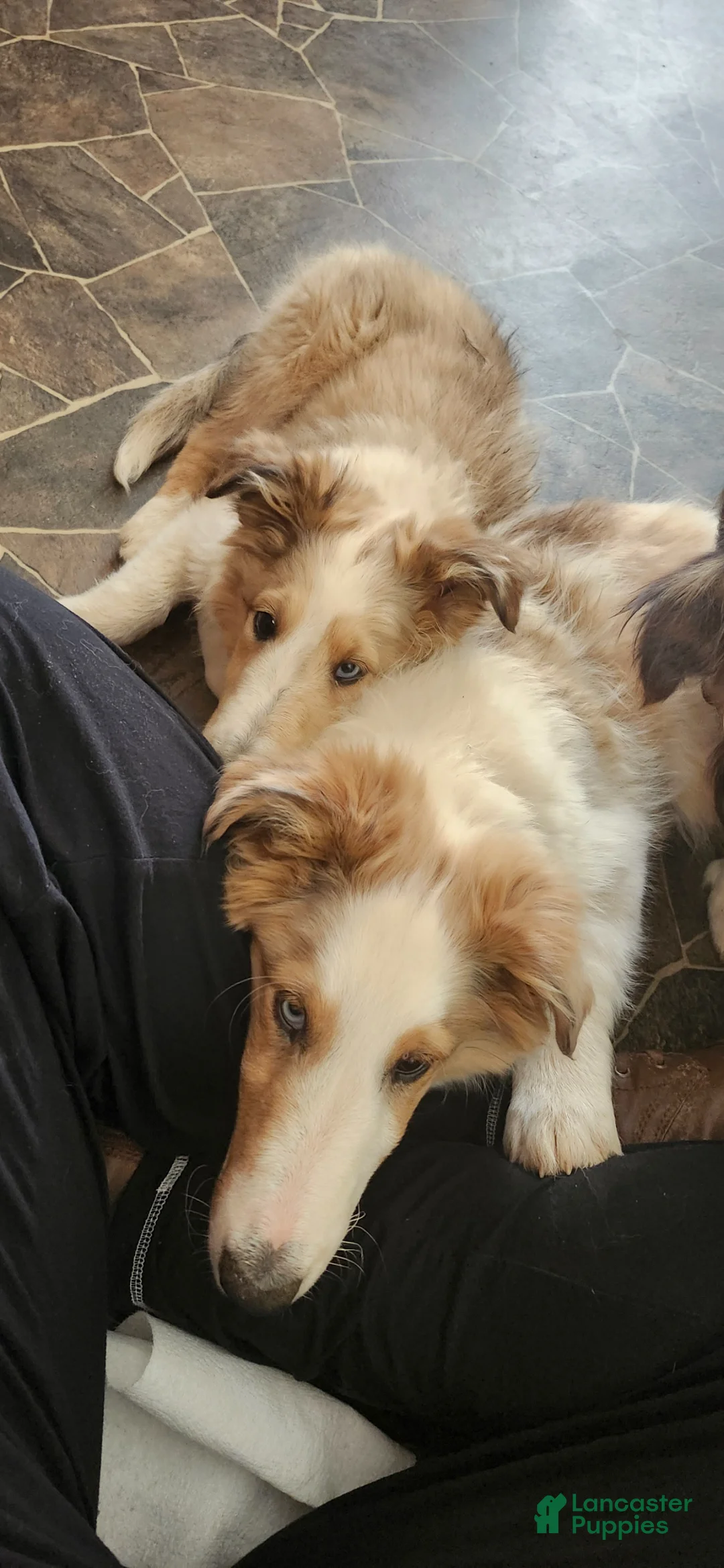 Shetland Sheepdog dogs for sale: Shetland Sheepdog Puppy 1 - Ad 2