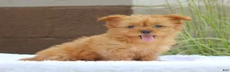 Yorkshire Terrier dogs for sale: Macy - Ad 6
