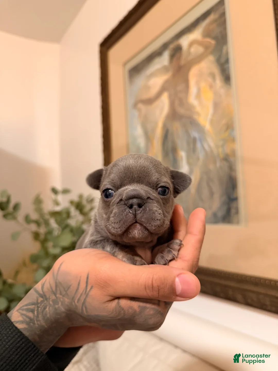 French Bulldog dogs for sale: Buttercup - Ad 3