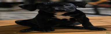 American Bully 2