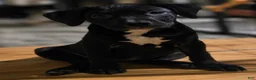 American Bully dogs for sale: American Bully 2 - Ad 1