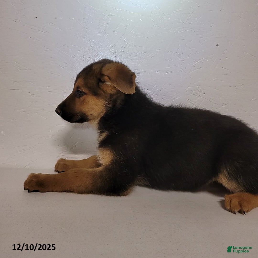 German Shepherd dogs for sale: Chloe - Ad 3