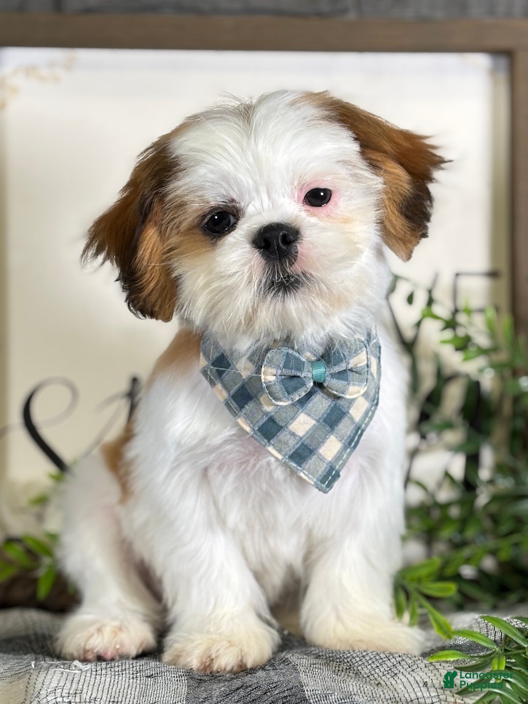Shih Tzu dogs for sale: Bennet - Ad 1