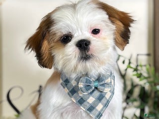 Shih Tzu dogs Bennet - Ad 36