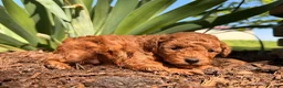 Toy Poodle dogs for sale: Willow  - Ad 9