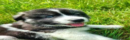 Mixed Breed dogs for sale: Happy - Ad 4