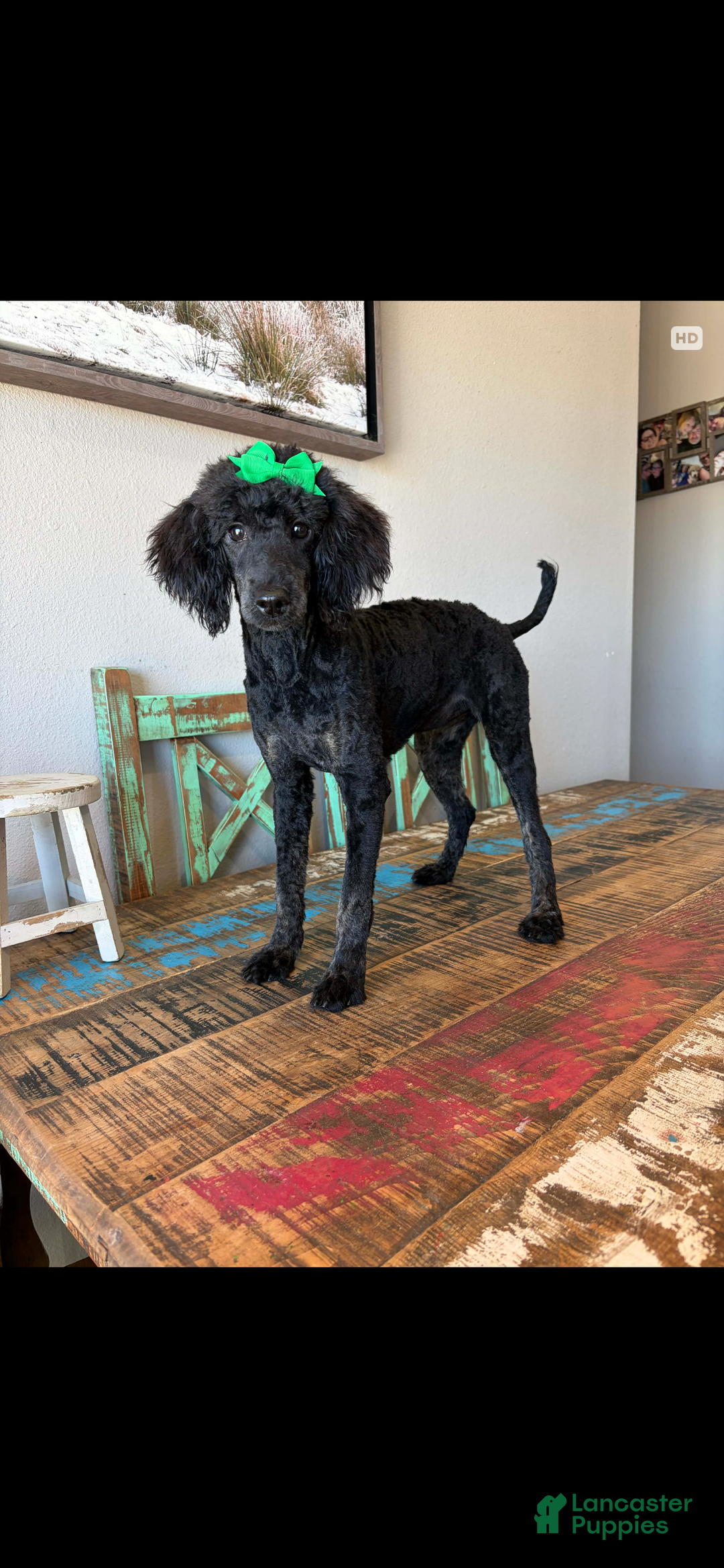 Miniature Poodle dogs for sale: Akc Clear Black Phantom Ellie - Ad 14