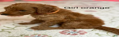 Goldendoodle Puppy 4