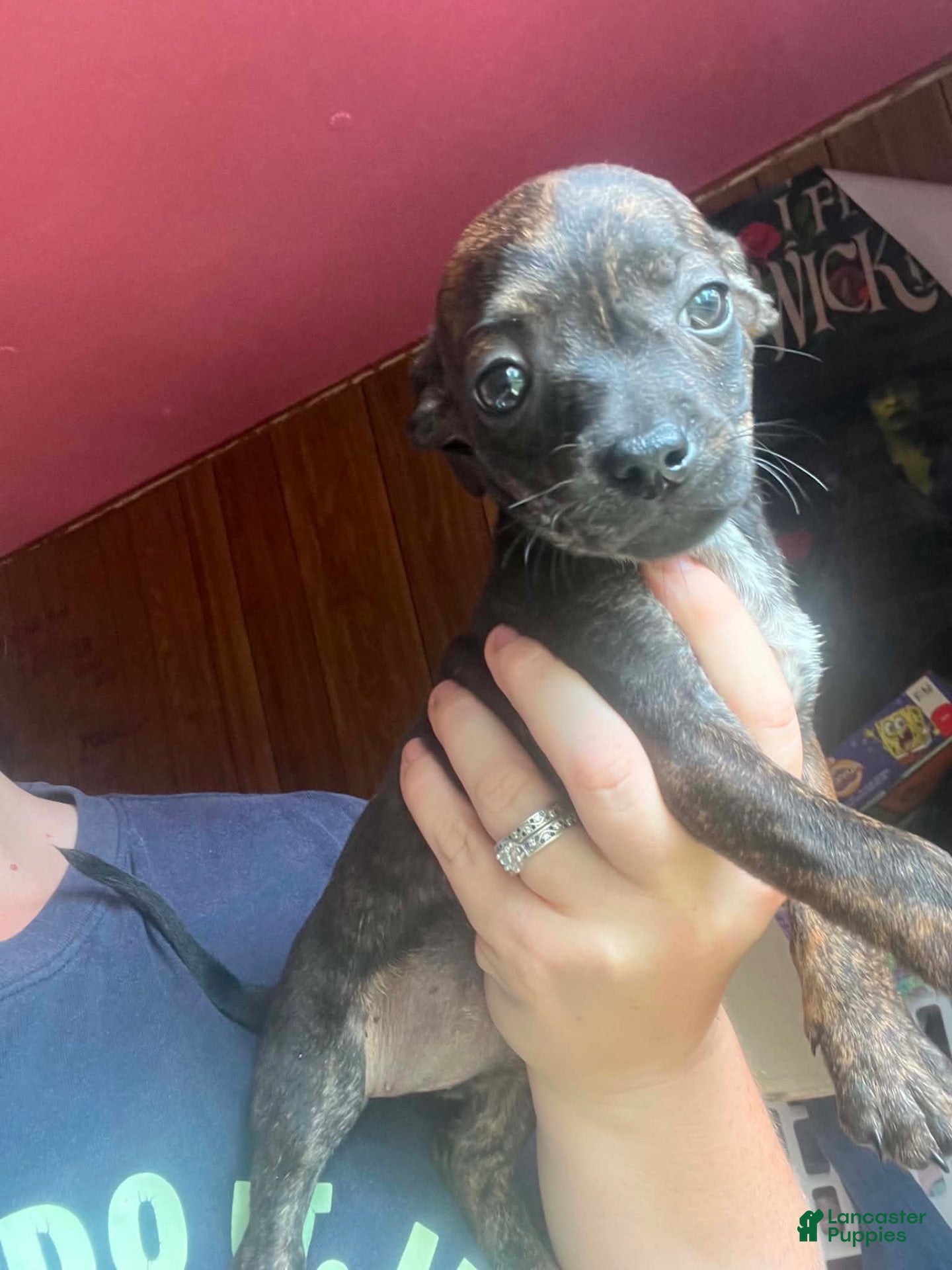 Mixed Breed dogs Chihuahua miniature pinscher - Ad 11